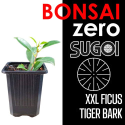 Kit Bonsai Zero XXL SUGOI Ficus Tiger Bark (colador redondo)