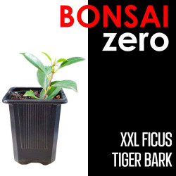 Kit Bonsai Zero XXL Ficus Tiger Bark (colador redondo)