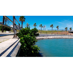 Ficus "Bahía de Cádiz"