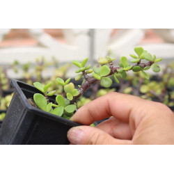 Portulacaria Afra