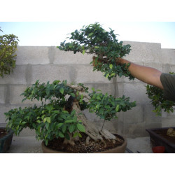 Ficus "Decapitado"