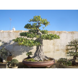 Ficus "Ficusazo rama injertada"