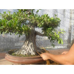 Ficus "Ficusazo rama injertada"