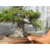 Ficus "Ficusazo rama injertada"