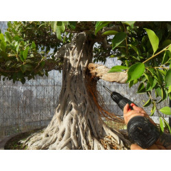 Ficus "Ficusazo rama injertada"