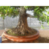 Ficus "Ficusazo rama injertada"