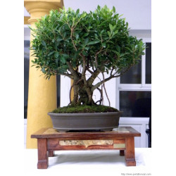 Ficus "Árbol de la vida"