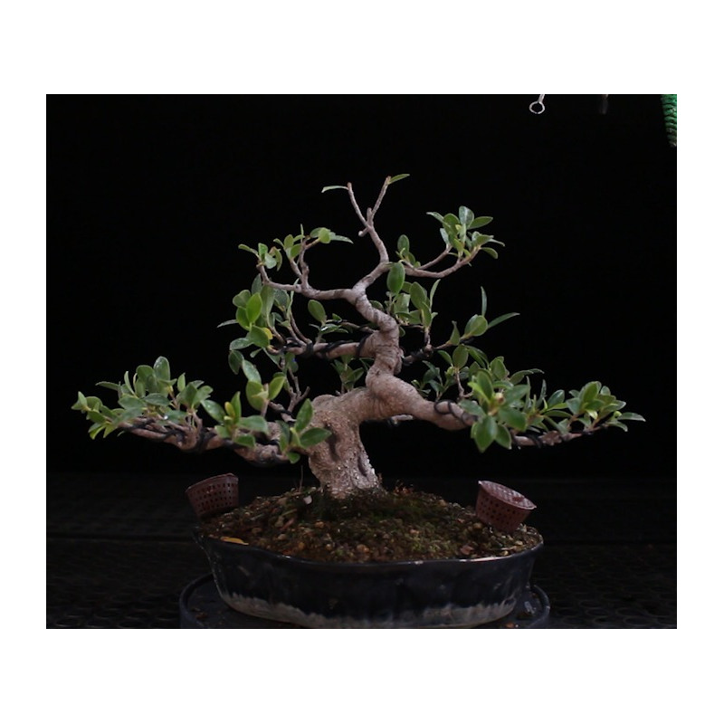 Ficus maceta negra