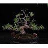 Ficus maceta negra