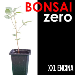 Kit Bonsai Zero XXL Encina...