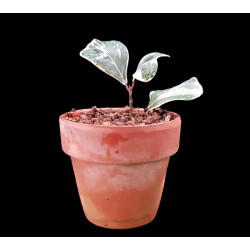 Ficus Triangularis...