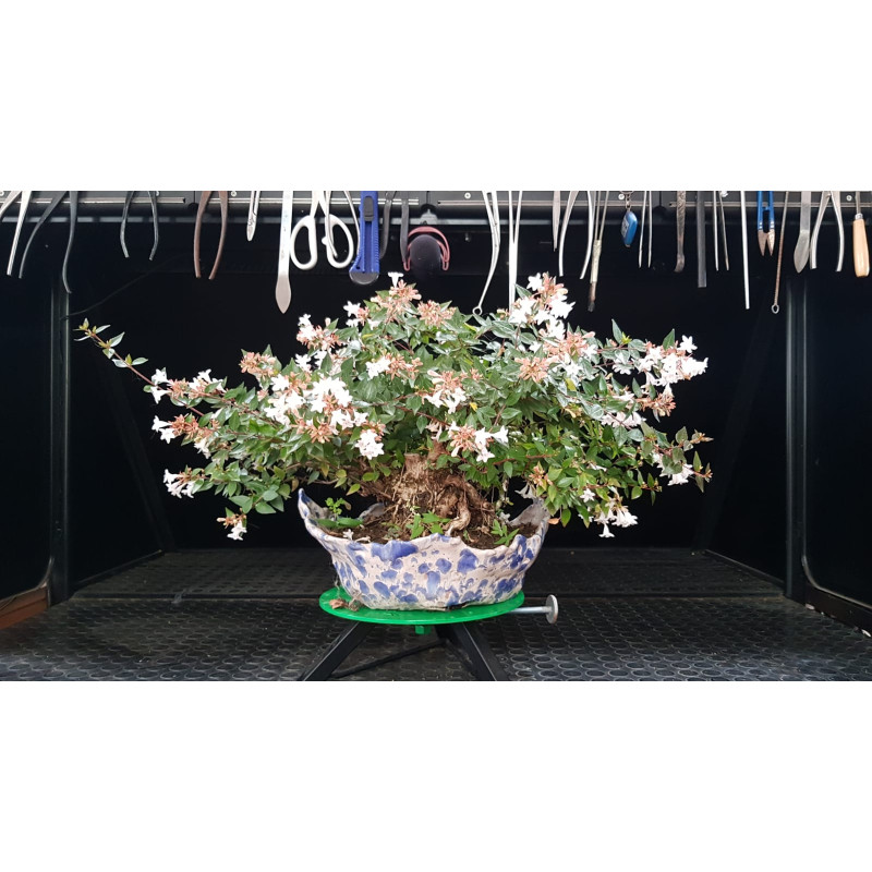 Sorteo ABELIA Bonsai