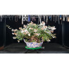 Sorteo ABELIA Bonsai