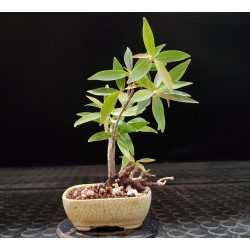 Neriifolia minibonsai 1