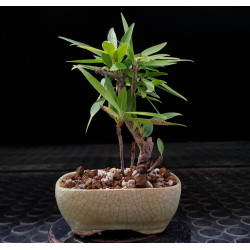 Neriifolia minibonsai 2