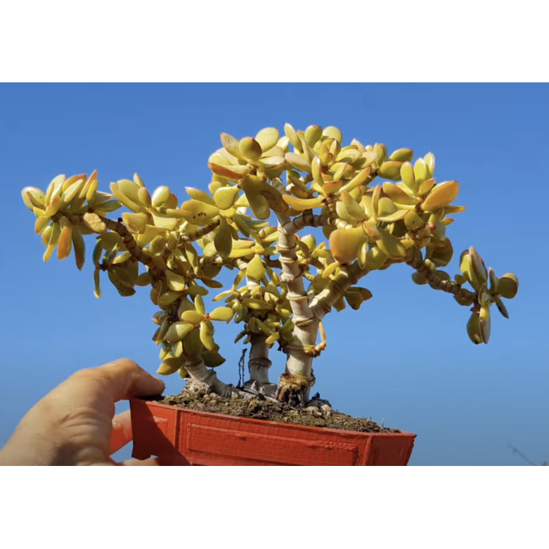 Crassula ovata maceta roja