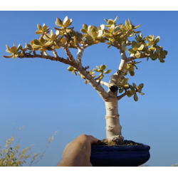 Crassula ovata maceta azul