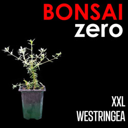 Kit Bonsai Zero XXL...