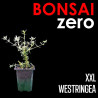 Kit Bonsai Zero XXL Westringea (colador redondo)