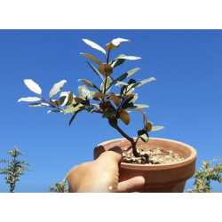 Eleagnus Pungens en maceta...