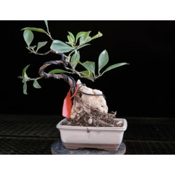 Ficus en roca 8255234