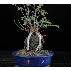 Zelkova Nire en roca 8255270