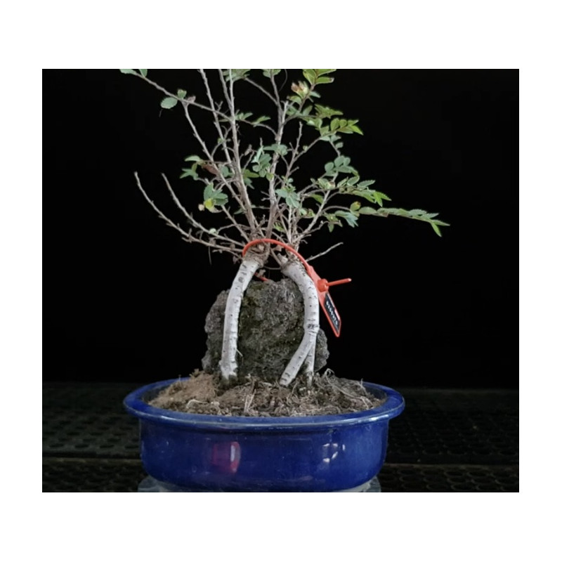 Zelkova Nire en roca 8255270