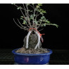 Zelkova Nire en roca 8255270