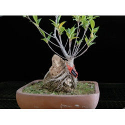 Ficus en roca 8255268