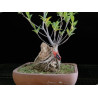 Ficus en roca 8255268