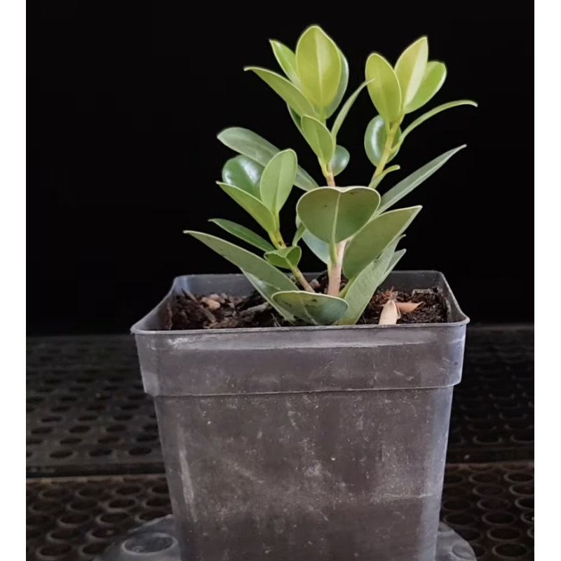 Ficus Green Island XL