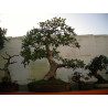 Ficus de Berch