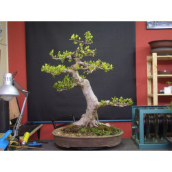 Ficus de Berch