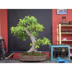 Ficus de Berch