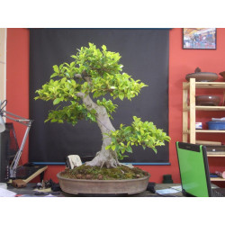 Ficus de Berch