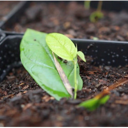 Ficus Púmila Radicans