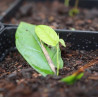 Ficus Púmila Radicans