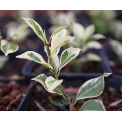 Ficus microcarpa variegata...