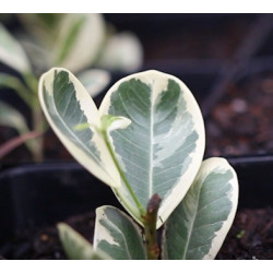 Ficus moclame variegata...