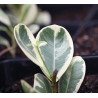 Ficus moclame variegata albomarginata