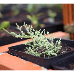 Juniperus mint julep XL