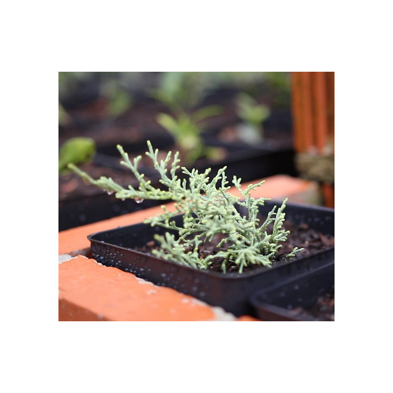 Juniperus mint julep XL