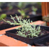 Juniperus mint julep XL