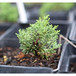 Juniperus Kishu XL