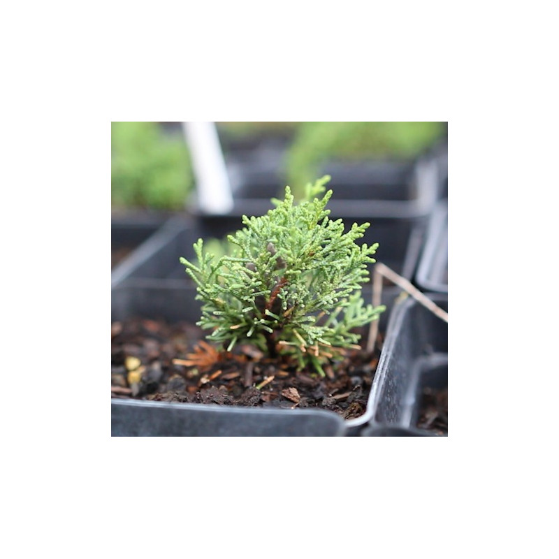 Juniperus Kishu XL