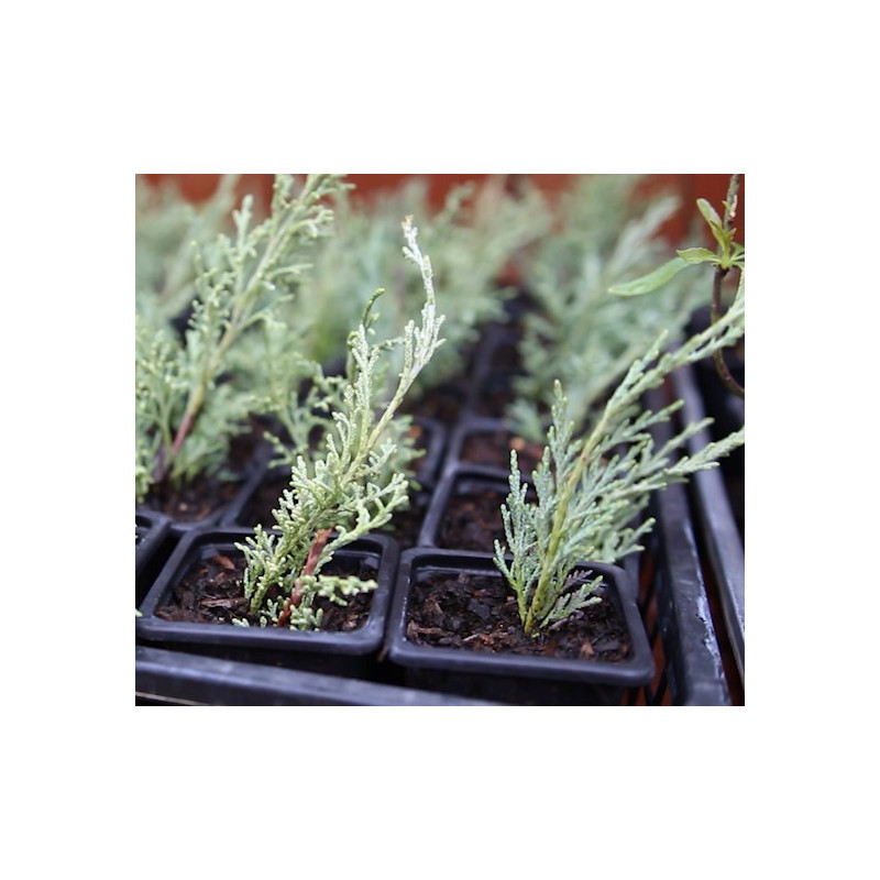 Juniperus mint julep