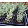 Juniperus mint julep