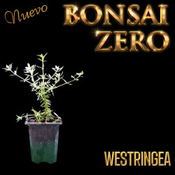 NUEVO Kit Bonsai Zero...