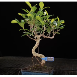 Ficus Tiger Bark 10842548