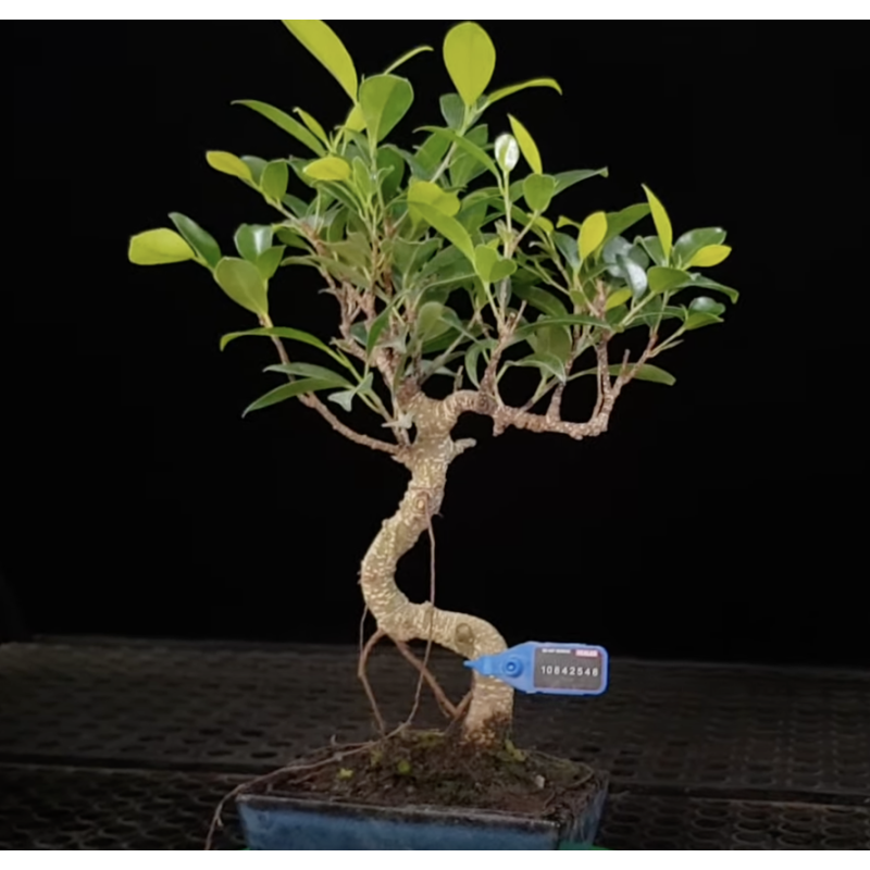 Ficus Tiger Bark 10842548